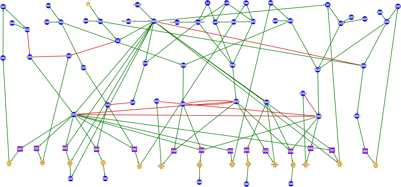 A network diagram of genes, mRNA, and proteins in a macrophage signaling model